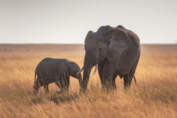 Quels sont les meilleurs endroits pour observer les éléphants dans leur habitat naturel en Botswana?